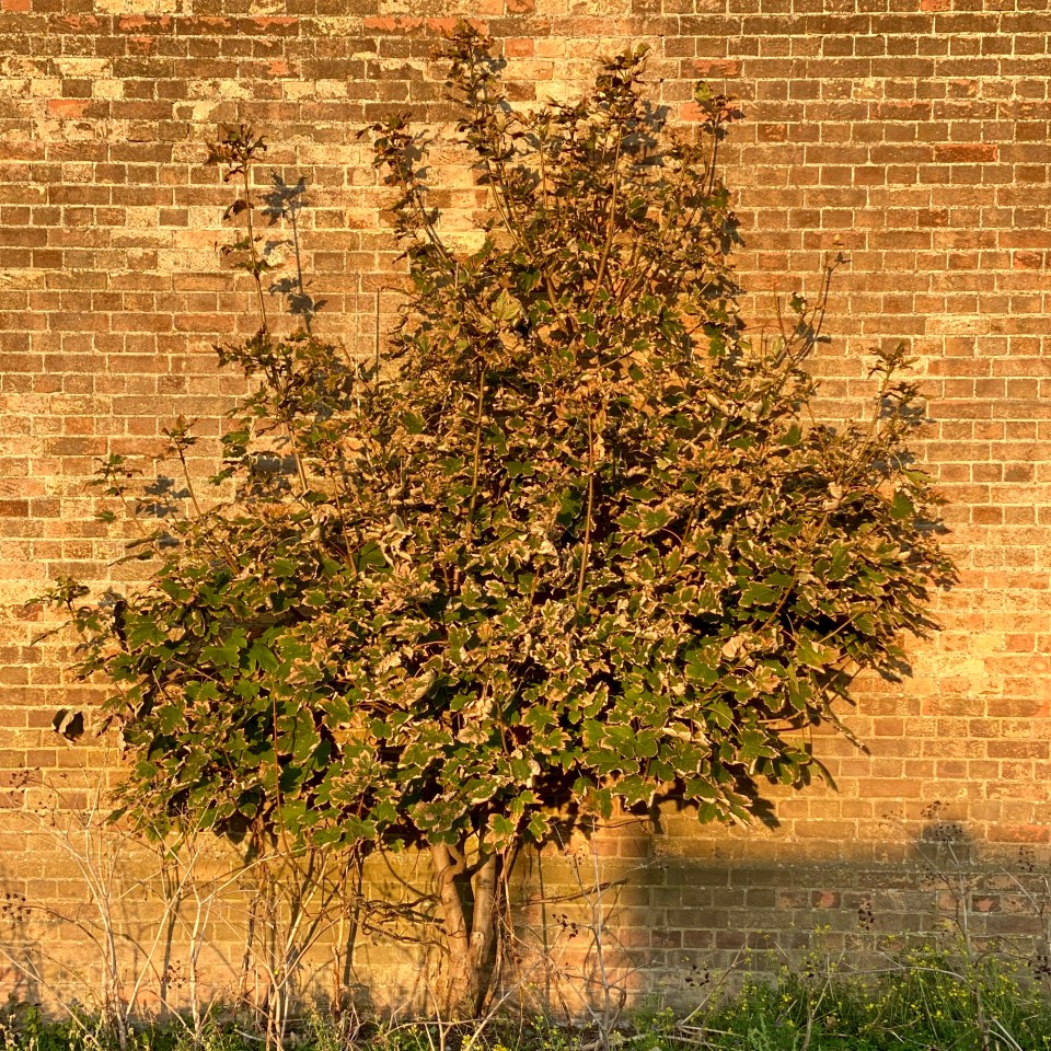 Postcards From Great Yarmouth | Tree Wall 2020