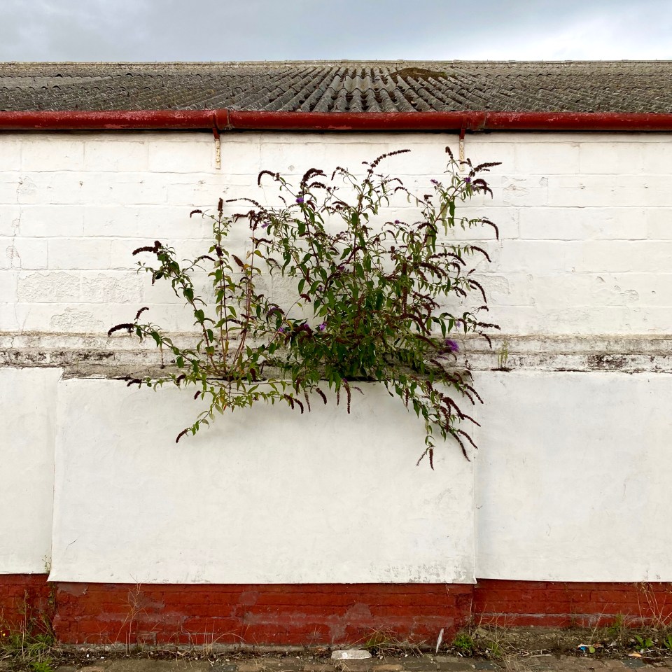 Postcards From Great Yarmouth | Wall Flower 2020